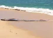 মেক্সিকোর সৈকতে বিরল ‘ডুমসডে ফিশ’ আবিষ্কার, দুর্যোগের পূর্বাভাস নিয়ে আলোচনা