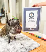 গিনেস রেকর্ড ভাঙা শূকর মেরলিন: ইনস্টাগ্রাম তারকা যেভাবে জয় করলো লাখো হৃদয়