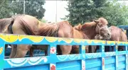 গাজীপুরে ঘোড়া জবাইয়ের চক্র ভেঙে পুলিশের অভিযান, ৯টি ঘোড়া উদ্ধার