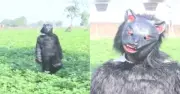 ভারতে কৃষকের অভিনব কৌশল: ভাল্লুকের পোশাক পরে বানর তাড়াচ্ছেন