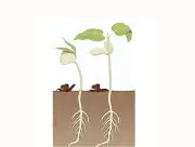 জীববিজ্ঞানের বহুনির্বাচনি প্রশ্ন: ফুলের প্রজনন থেকে ফল গঠন পর্যন্ত