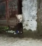 সুনামগঞ্জে উঁচু দেয়ালে আটকে পড়া কুকুরের তিন দিন পর উদ্ধার