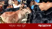 বাসের বাক্সে ৫৫ ছাগলের মৃত্যু: সুপারভাইজার ও মালিকের ১০ হাজার টাকা জরিমানা