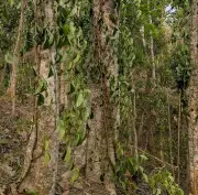 মৌলভীবাজারে খাসিয়া চাষির সহস্রাধিক পানগাছ কেটে ফেলেছে দুর্বৃত্তরা