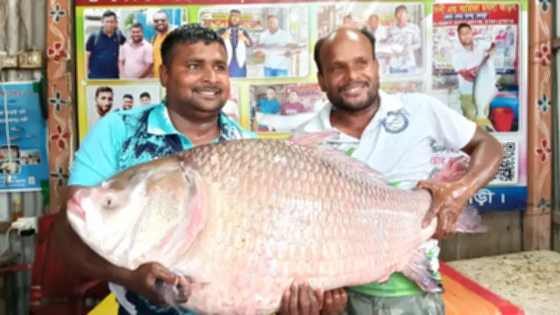 রাজবাড়ীর পদ্মায় ৩০ কেজি কাতলা মাছ ধরা পড়ে, বিক্রি ৬৮ হাজার টাকায়