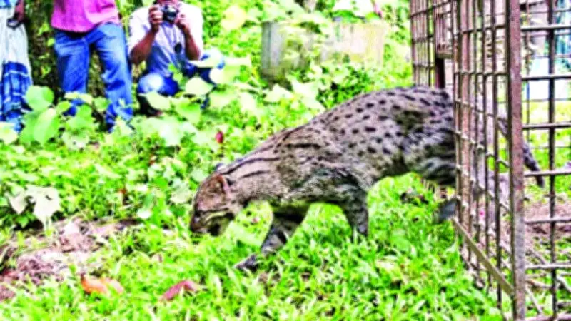 বন্য প্রাণী উদ্ধার: বৈজ্ঞানিক পদ্ধতির অভাবে সংরক্ষণে চ্যালেঞ্জ ও সমাধানের পথ