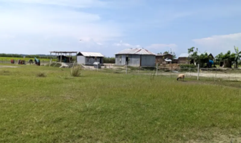 বাংলাদেশের অর্থনীতিতে তুলার ঐতিহ্য ও সম্ভাবনা: কেন চাষ ছড়াচ্ছে না?