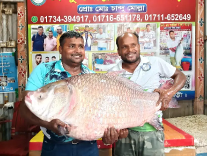 রাজবাড়ীতে পদ্মা নদীতে ৩০ কেজি কাতলা মাছ ধরা পড়েছে, বিক্রি হয়েছে ৬৮ হাজার টাকায়