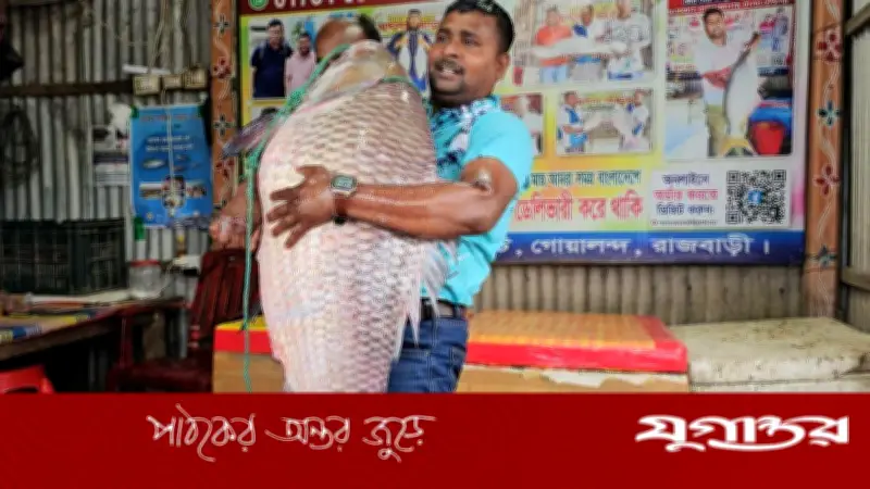 পদ্মার রুই-কাতল মাছ ১ লাখ ১১ হাজার টাকায় বিক্রি, কিনলেন দুই প্রবাসী