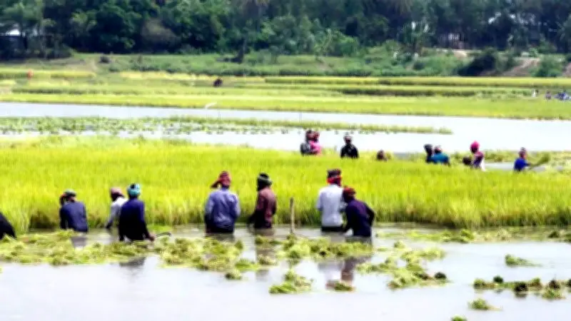 ময়মনসিংহে বন্যা: ৩০০ বিঘা ধান ডুবে কৃষকের স্বপ্ন ভেসে গেল, চাঁদাবাজি সংঘর্ষে শিক্ষা ব্যাহত