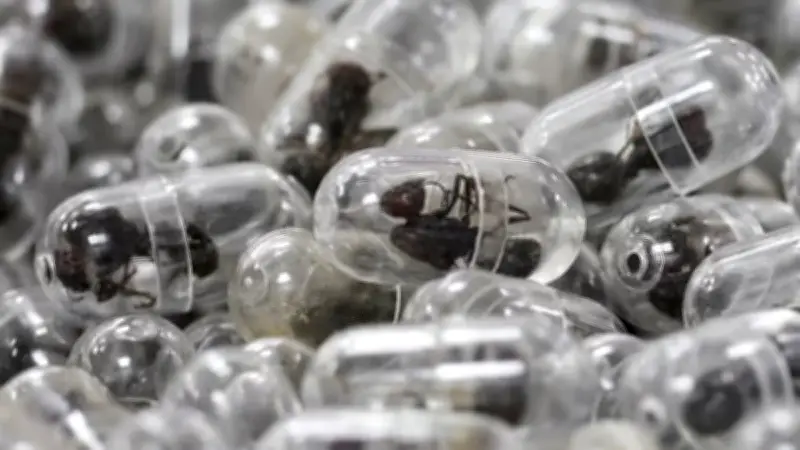 কেনিয়ায় পিঁপড়া পাচার: চীনা নাগরিকের জরিমানা ও কারাদণ্ড, পরিবেশের জন্য হুমকি