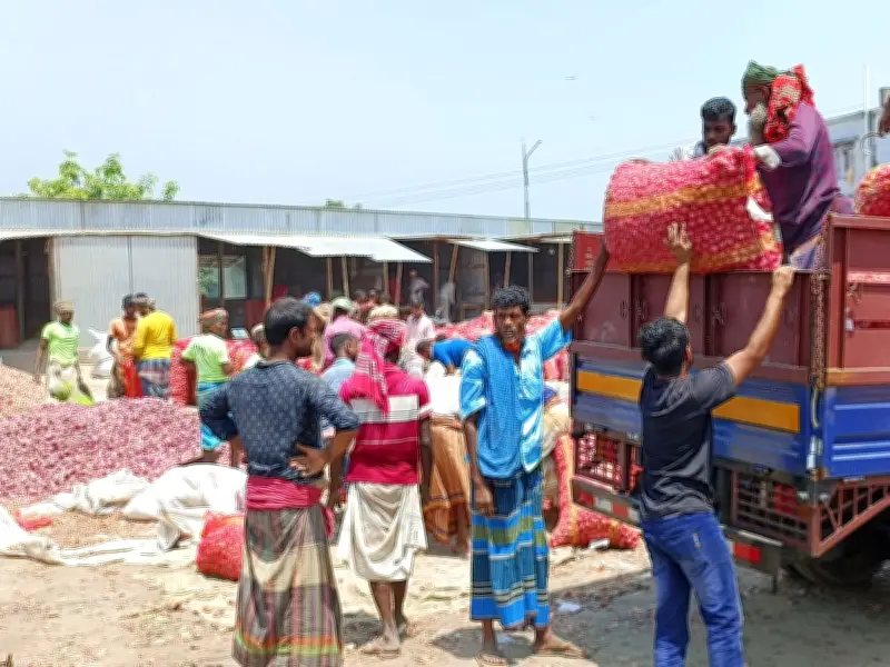 পাবনার সাঁথিয়ায় পেঁয়াজের রেকর্ড ফলন, তবুও কৃষকের মুখে হাসি নেই: লোকসানে জর্জরিত