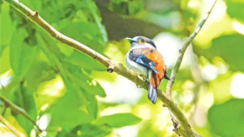 মৌলভীবাজারে বিরল চাঁদিয়াল পাখির সন্ধান: পাখি বিশেষজ্ঞদের অভিযানের বিস্তারিত বিবরণ