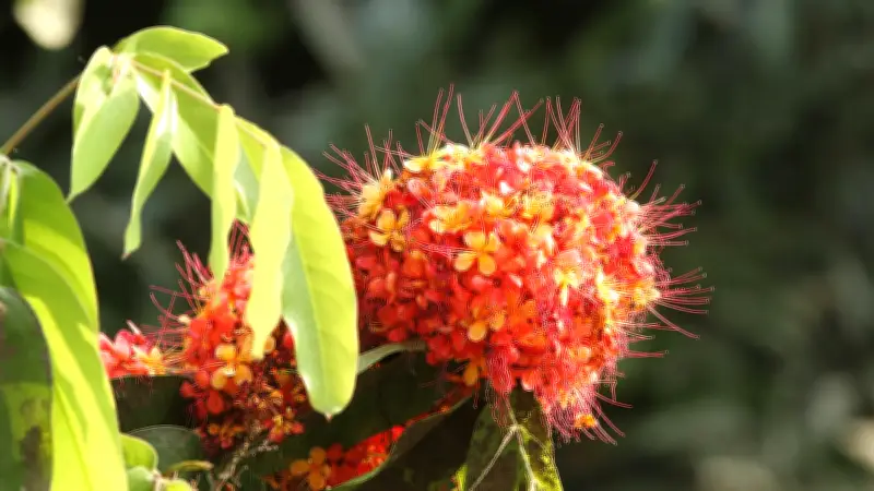 বসন্তের আগমনী বার্তা: বাংলাদেশে ফুটেছে নানা রঙের ফুলের সমারোহ