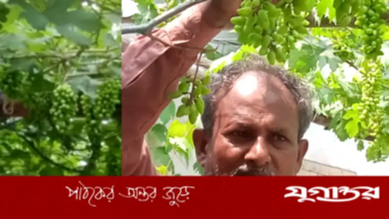 ঠাকুরগাঁওয়ে আবুল কালাম আজাদের আঙুর বিপ্লব: মরুর স্বপ্ন বাংলার মাটিতে