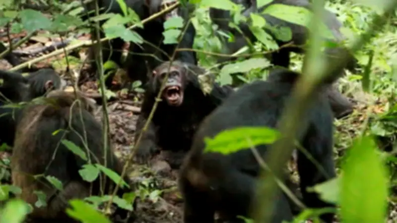 উগান্ডার শিম্পাঞ্জি থেকে এসএসসি পরীক্ষা: দেশের নানা সংকট ও অগ্রগতি