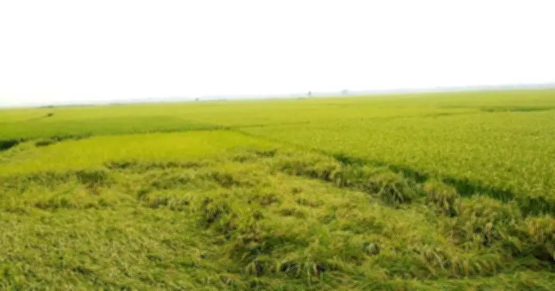 উত্তরপূর্বাঞ্চলে বন্যার আশঙ্কা: পাউবোর জরুরি ধান কাটার আহ্বান