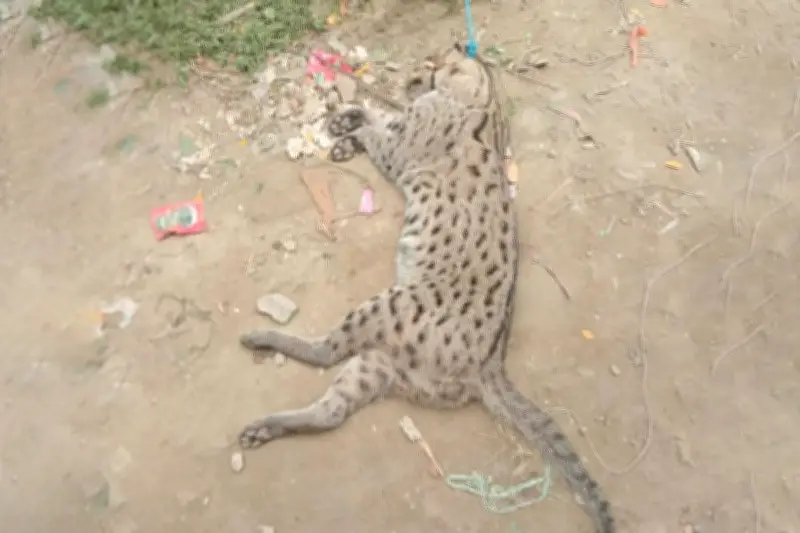 সন্দ্বীপে বিপন্ন প্রজাতির মেছো বিড়াল হত্যা ও বৈদ্যুতিক খুঁটিতে ঝুলিয়ে রাখার ঘটনায় জরিমানা