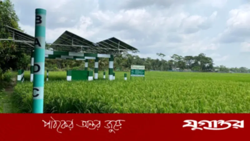 সৌরবিদ্যুতে সেচ: পিরোজপুরের কৃষকদের ভোগান্তি দূর, খরচ অর্ধেক