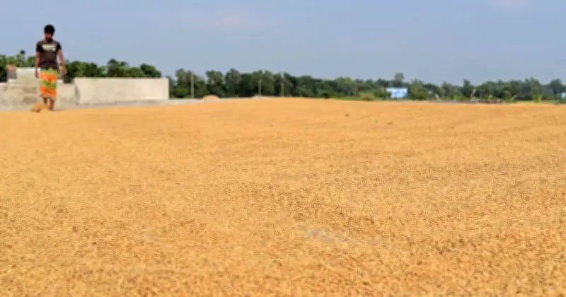 হাওরে ধান কাটার নির্দেশ কৃষিমন্ত্রীর, হার্ভেস্টার ও শ্রমিক নিয়ে জরুরি পদক্ষেপ