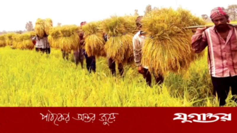 নেত্রকোনায় অকালবন্যার শঙ্কা: হাওড়ে পাকা ধান দ্রুত কাটার জরুরি পরামর্শ