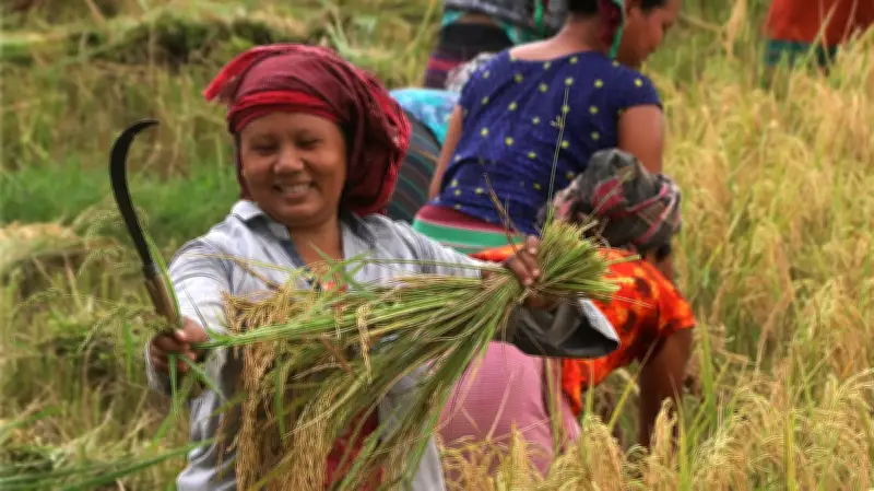 গ্রীষ্মের তীব্রতায় কৃষকদের সংগ্রাম ও প্রাকৃতিক দৃশ্যের মোহনীয়তা