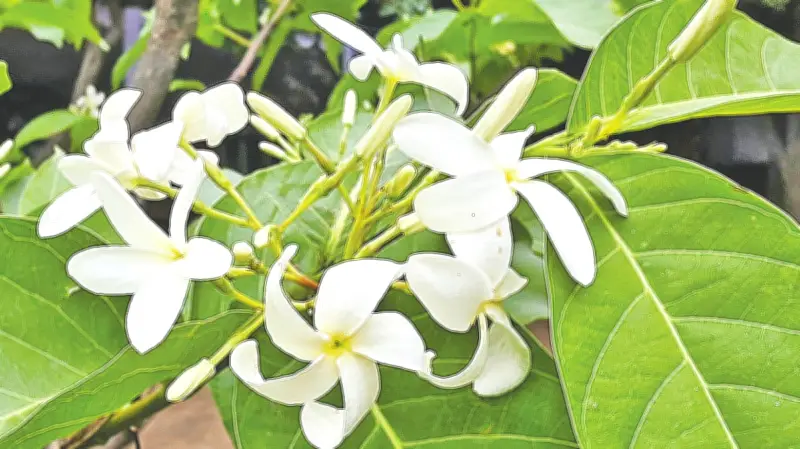 রমনা পার্কে কুরচি ফুলের সৌন্দর্য: কবি থেকে আয়ুর্বেদে এর স্থান
