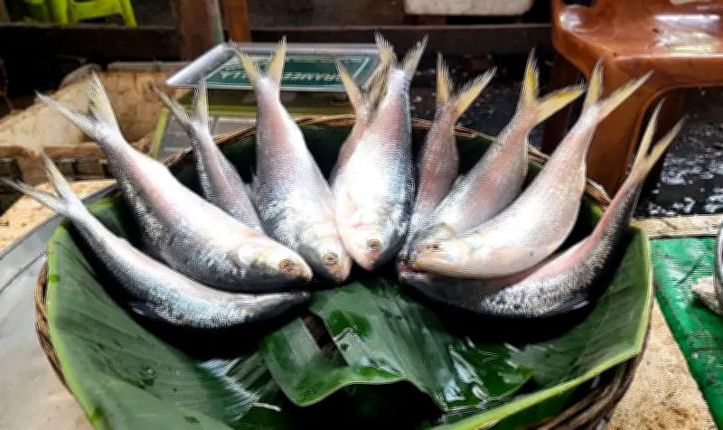 ইলিশ উৎপাদনে ধস, আকার ছোট হওয়ার কারণ নিয়ন্ত্রণহীন আহরণ