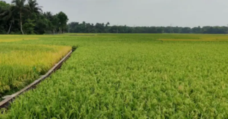 সরকার ১৮ লাখ টন বোরো ধান ও চাল কিনবে