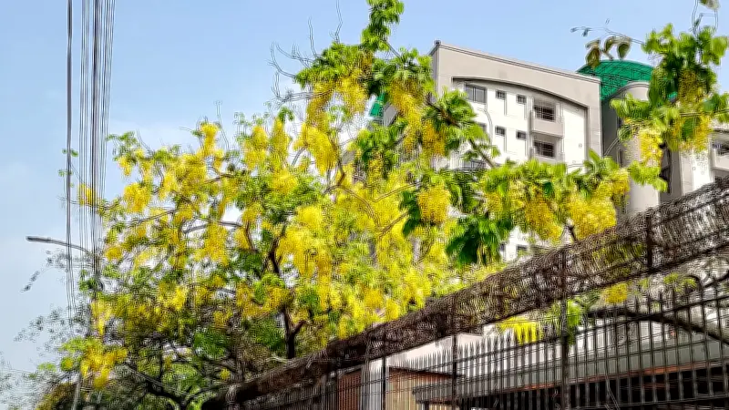প্রকৃতির রূপে বৈশাখ: নাগরিক সংবাদের আলোকচিত্রে বাংলাদেশের সকাল