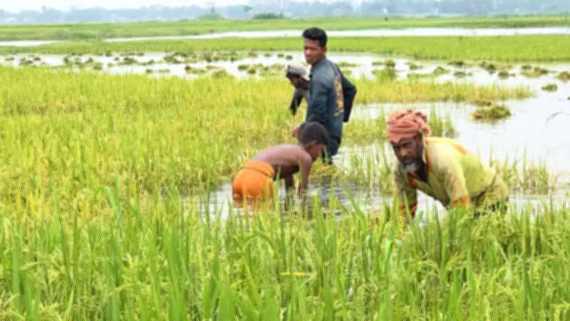 অকালবন্যার শঙ্কায় সুনামগঞ্জের হাওরে ধান কাটছেন কৃষকেরা, জরুরি বৈঠক