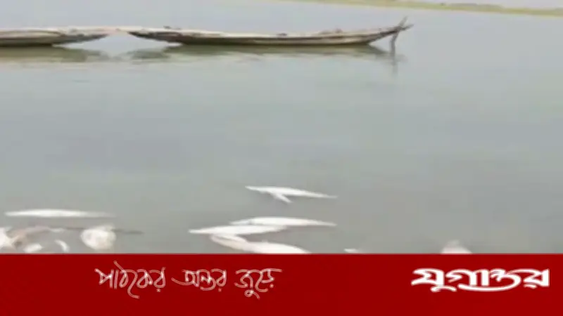 নেত্রকোনার হাওড়ে বিষ প্রয়োগে কোটি টাকার মাছ নিধন, জীববৈচিত্র্য হুমকিতে