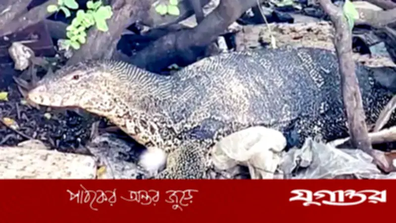 ফরিদপুরে দুই যুগ ধরে দলবদ্ধভাবে ঘুরছে অর্ধশত গুইসাপ, মানুষের সঙ্গে বন্ধুত্বপূর্ণ সম্পর্ক