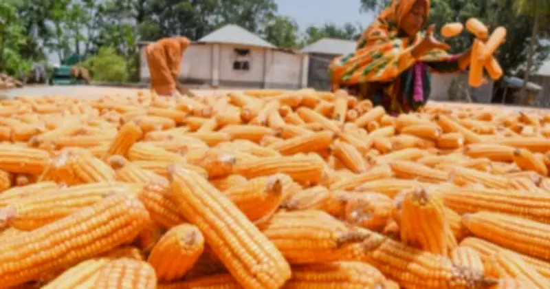 দিনাজপুরে রেকর্ড ভুট্টা উৎপাদন: কৃষকদের মুখে হাসি, বাজারে চাহিদা তুঙ্গে