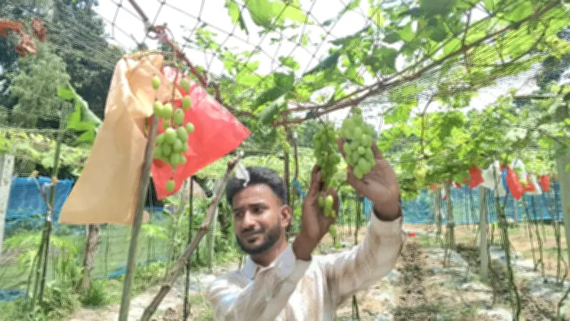চাঁদপুরের ইকরাম খানের আঙুর চাষে সাফল্য: একটি চারা থেকে ১৫০ জাত, বছরে আয় ৯ লাখ টাকা