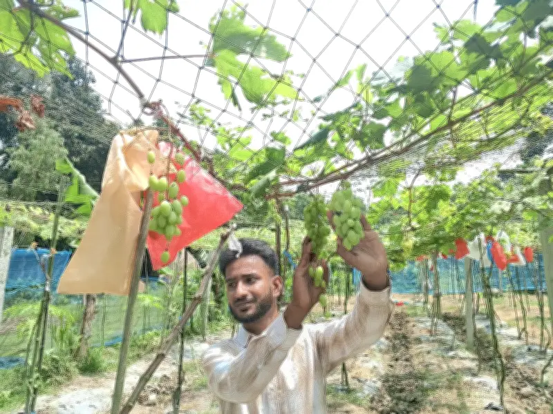 চাঁদপুরে ইকরাম খানের আঙুরবাগান: বিদেশি চারায় সফল ফলন, ৬০০ কেজি আঙুর সংগ্রহ