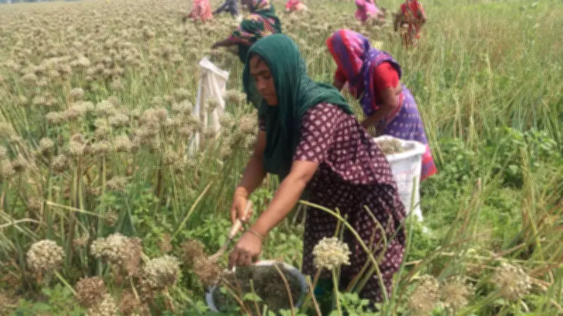 ফরিদপুরের মাঠে পেঁয়াজ বীজ সংগ্রহ ও প্রক্রিয়াকরণে ব্যস্ত কৃষক-কৃষাণীরা