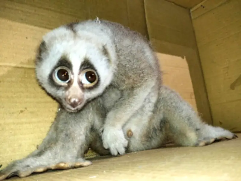 রাঙামাটিতে বিরল লজ্জাবতী বানর উদ্ধার, সুস্থ করে জঙ্গলে ছাড়া