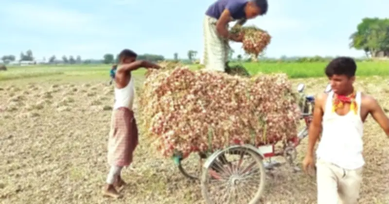 পাবনার বেড়ায় পেঁয়াজের ফলন ভালো হলেও দামে হতাশ চাষিরা