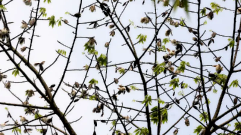 বৈশাখের গরমে শিমুলের তুলার মেলা