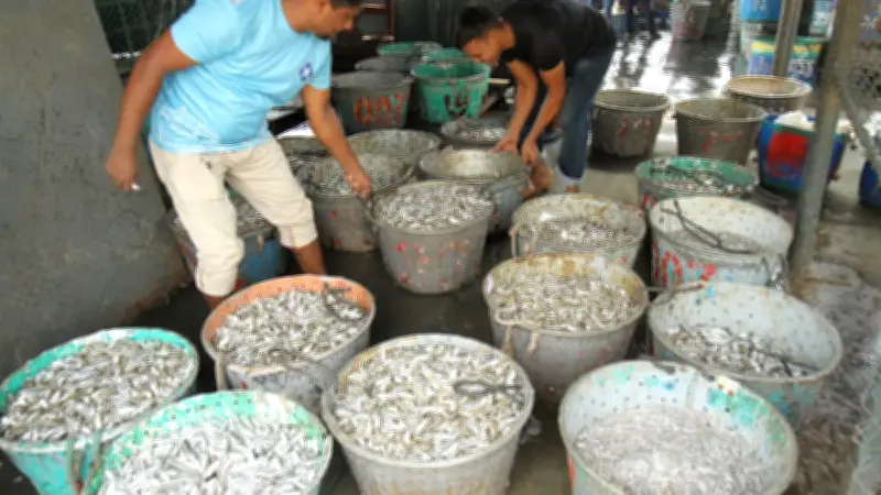 কাপ্তাই হ্রদে কমছে কার্পজাতীয় মাছ, বাড়ছে কাচকি-চাপিলা