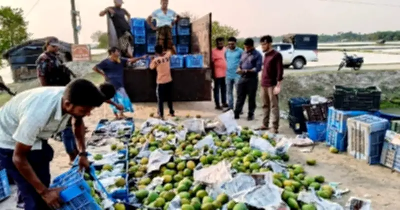 কালিগঞ্জে রাসায়নিক মেশানো ৩৩৬০ কেজি আম জব্দ ও বিনষ্ট