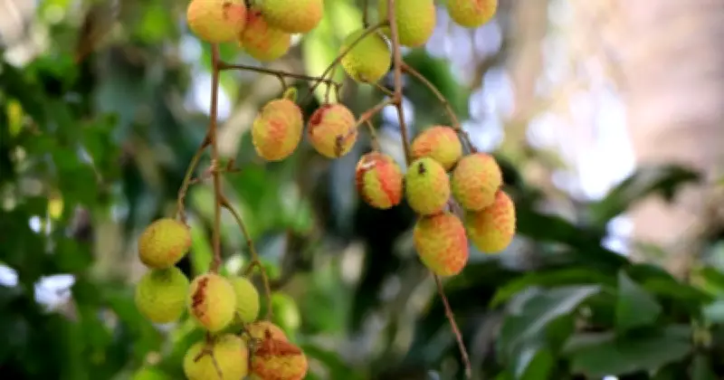 রাজশাহীতে তাপদাহ-বৃষ্টির বৈপরীত্যে লিচু ফেটে চাষিদের দুশ্চিন্তা