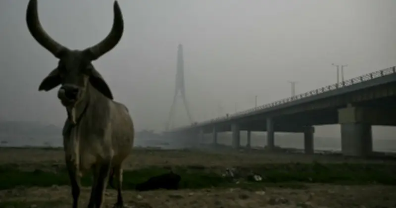 ভারতের কঠোর সমালোচনা ট্রাম্পের ‘হেলহোল’ মন্তব্যে