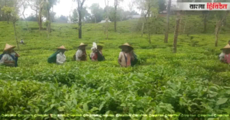 জাতীয় চা দিবসের তারিখ পরিবর্তন, এখন ২১ মে পালিত হবে