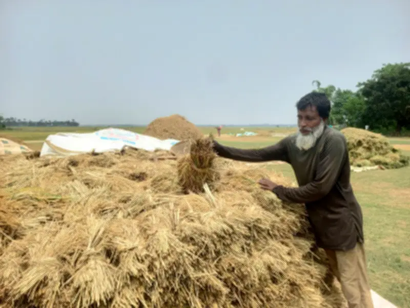 সুনামগঞ্জে আকস্মিক বন্যার শঙ্কায় পাকা ধান কাটার তাগিদ