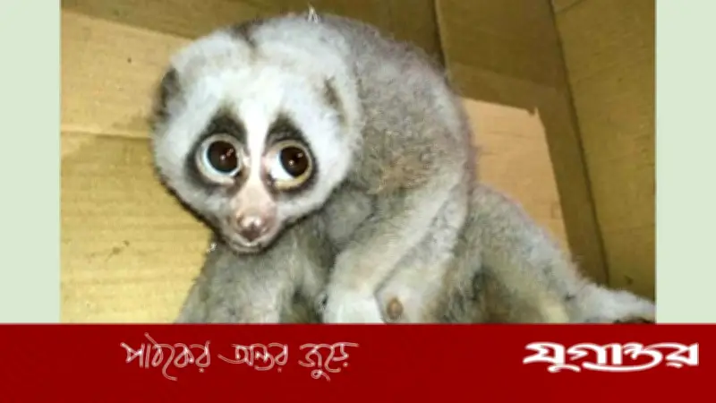 রাঙামাটিতে বিদ্যুতের তারে জড়িয়ে আহত বিরল লজ্জাবতী বানর উদ্ধার