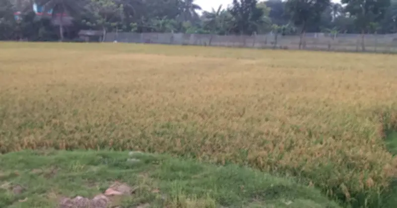 খুলনায় বোরো ধান কাটা শুরু, প্রাকৃতিক দুর্যোগের শঙ্কায় কৃষক