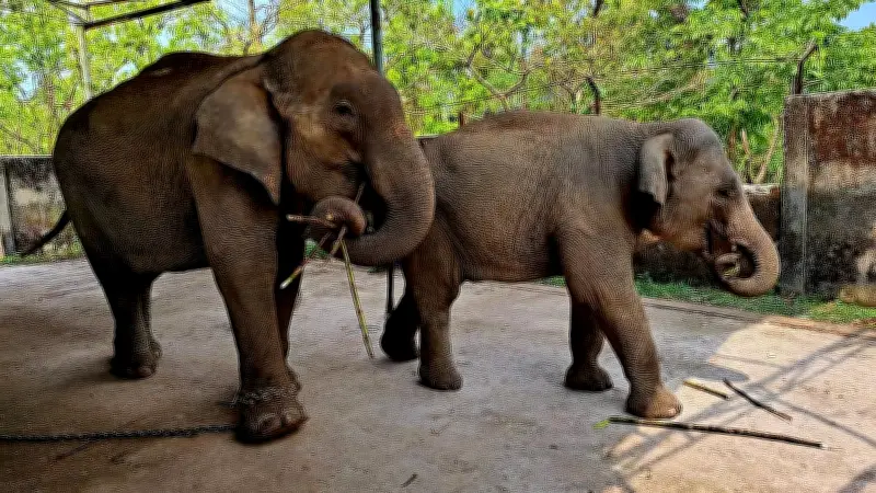 শিকলহীন জয়িতার স্বাধীনতা: পজিটিভ রিইনফোর্সমেন্টে হাতি প্রশিক্ষণের নতুন দিগন্ত