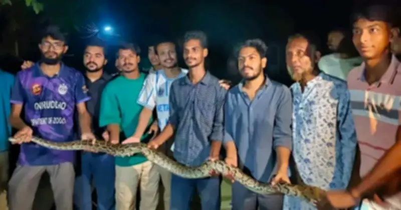 চট্টগ্রাম বিশ্ববিদ্যালয় থেকে আট ফুট লম্বা অজগর উদ্ধার